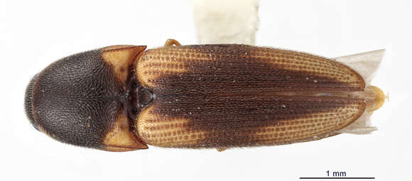 Image of <i>Melanoxanthus bella</i>