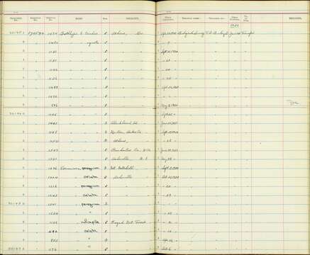 Geothlypis trichas typhicola Burleigh 1934 resmi