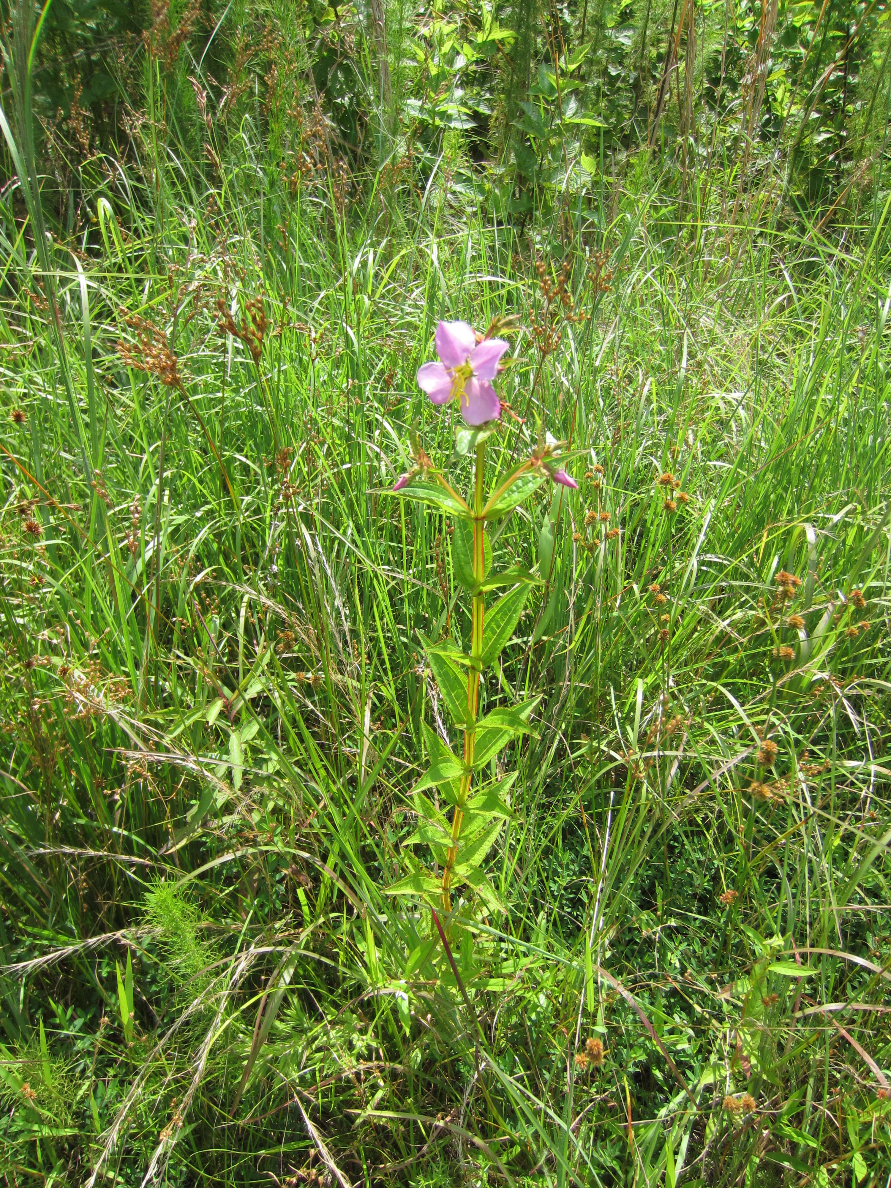 Image of Maryland meadowbeauty