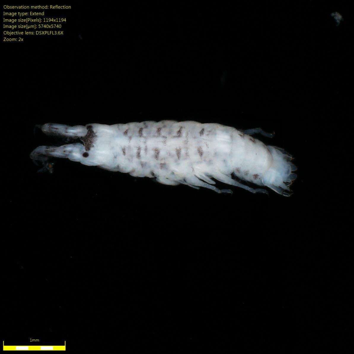 Sivun Monocorophium insidiosum (Crawford 1937) kuva