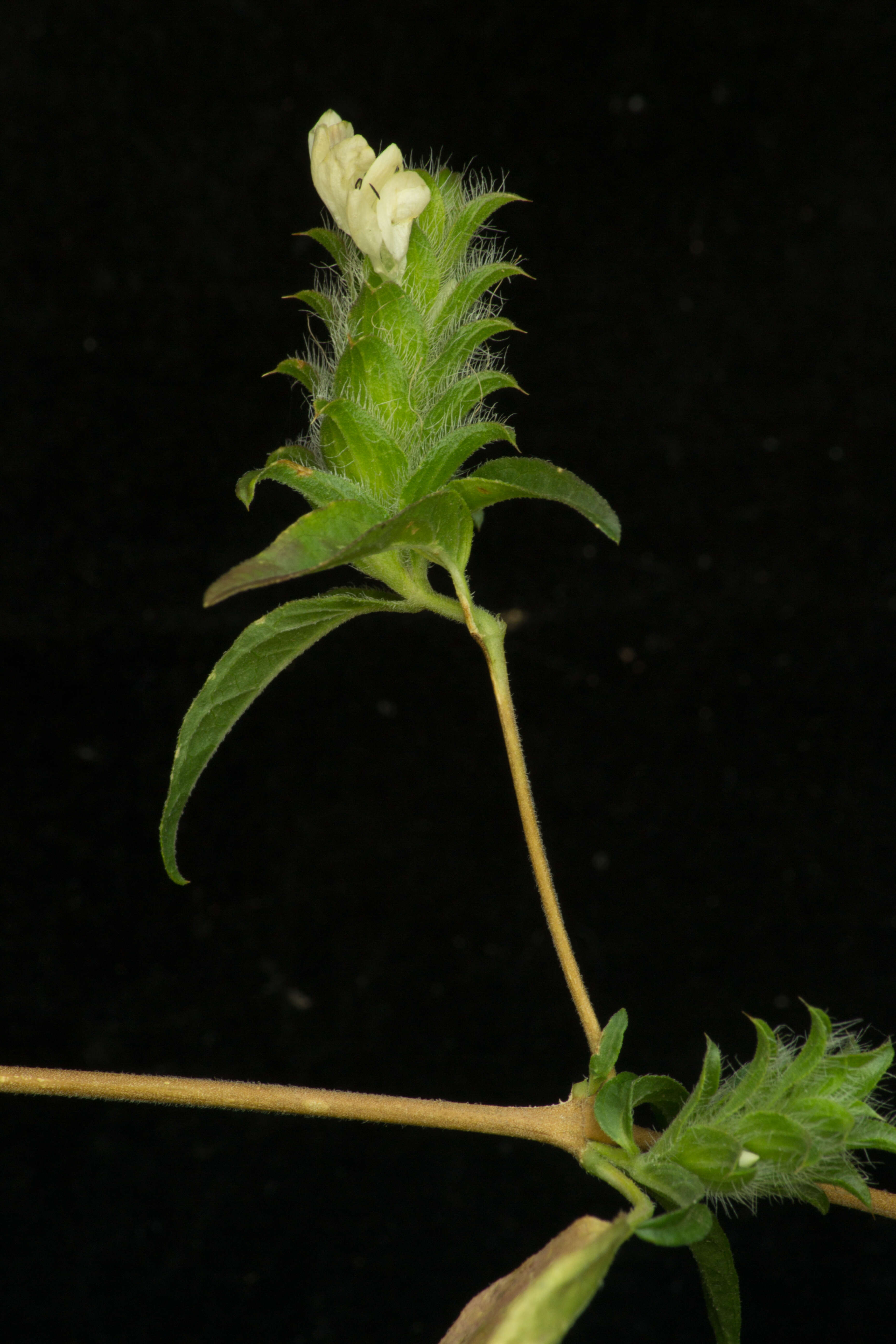 Image of hairy fournwort