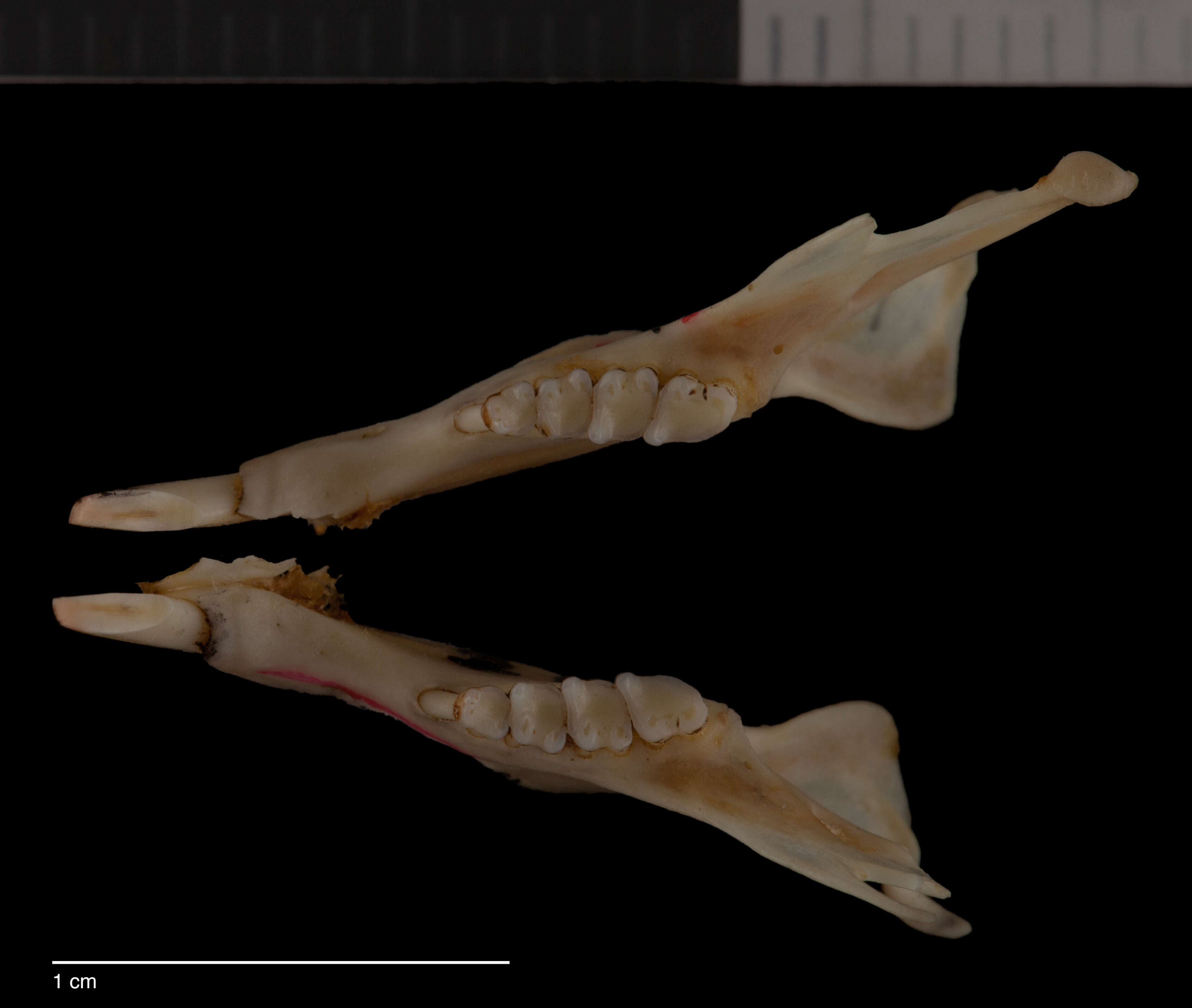 Tamias quadrimaculatus Gray 1867 resmi