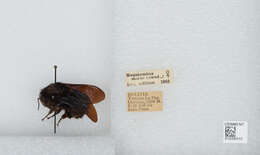 Image of Bombus morio (Swederus 1787)