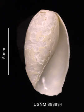 Image of Cylichna gelida (E. A. Smith 1907)