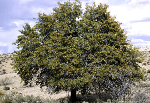 Imagem de Quercus emoryi Torr.