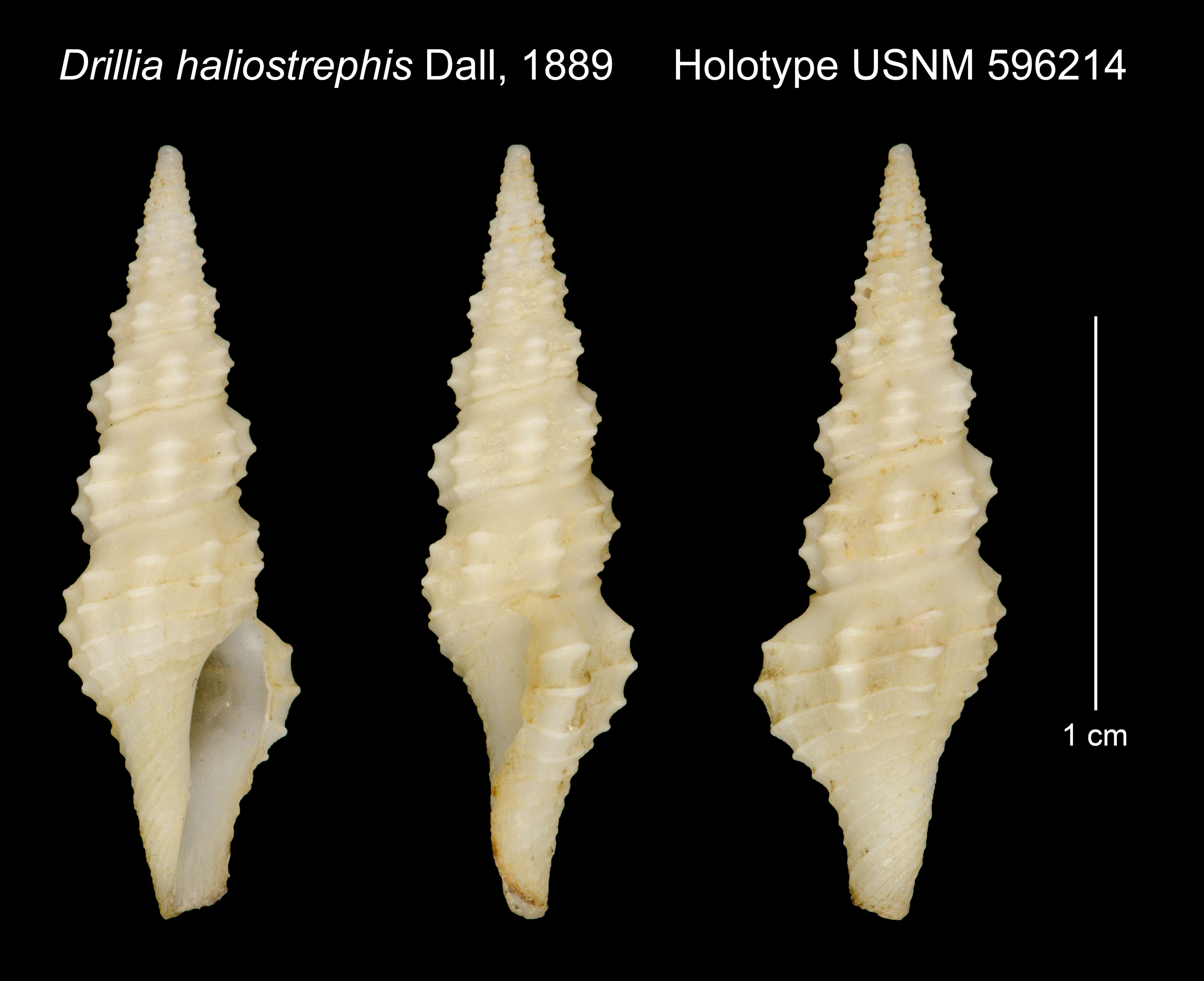 Sivun Drillia haliostrephis Dall 1889 kuva