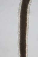 Image of Cephalothricidae