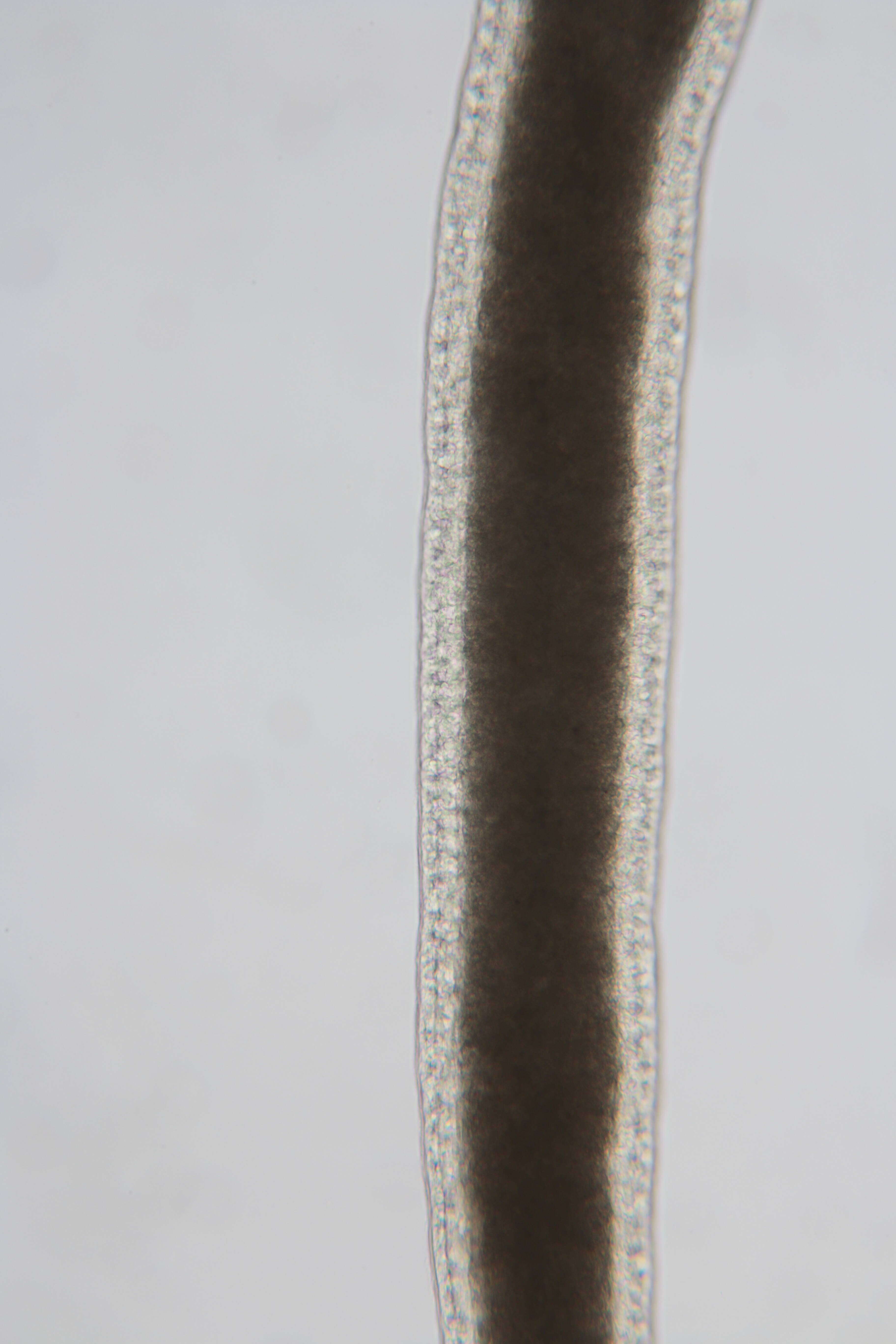 Image of Cephalothricidae