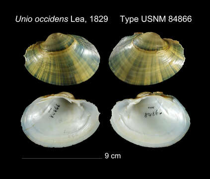 Image of Unio occidens I. Lea 1829