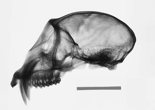 Image de Cercopithecus mitis stuhlmanni Matschie 1893