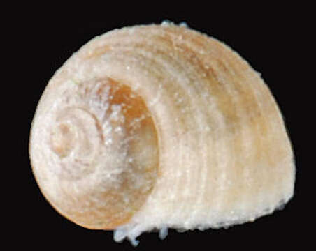 Image of black-lined periwinkle