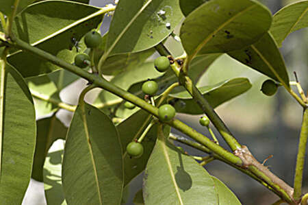 Image of Alexandrian Laurel