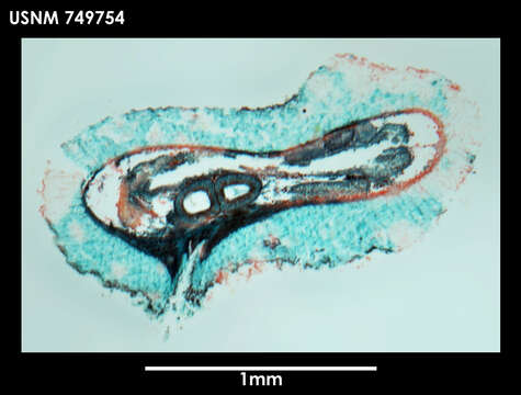 Image of Proneomenia stillerythrocytica Salvini-Plawen 1978