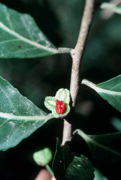 Image of Guyanese Wild Coffee