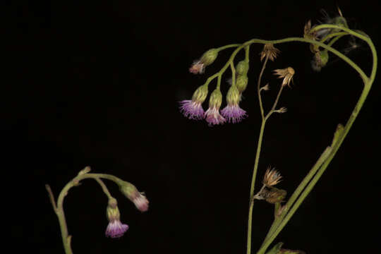 Image of ironweed