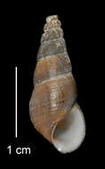 Image of Juga plicifera (I. Lea 1838)