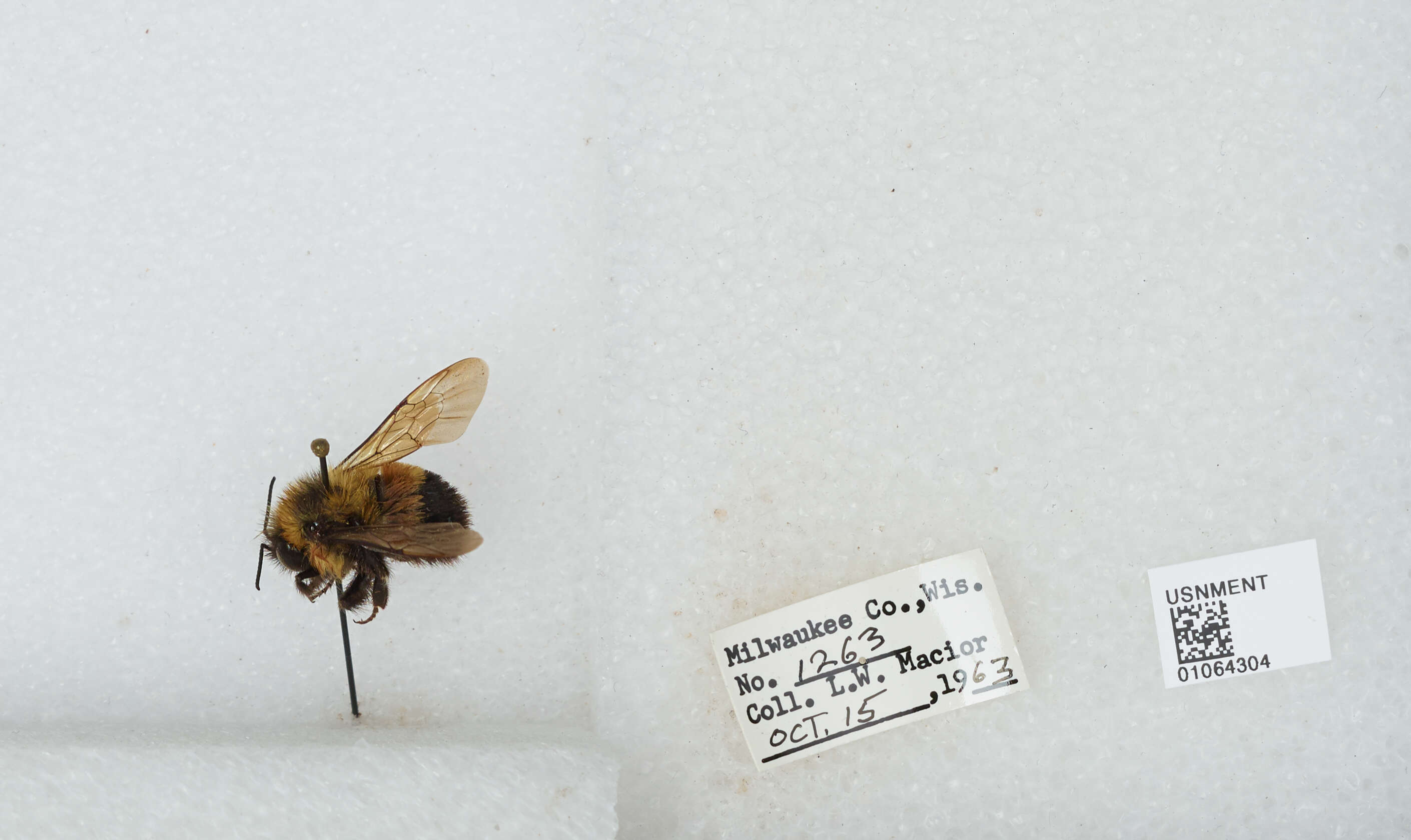 Слика од Bombus affinis Cresson 1864