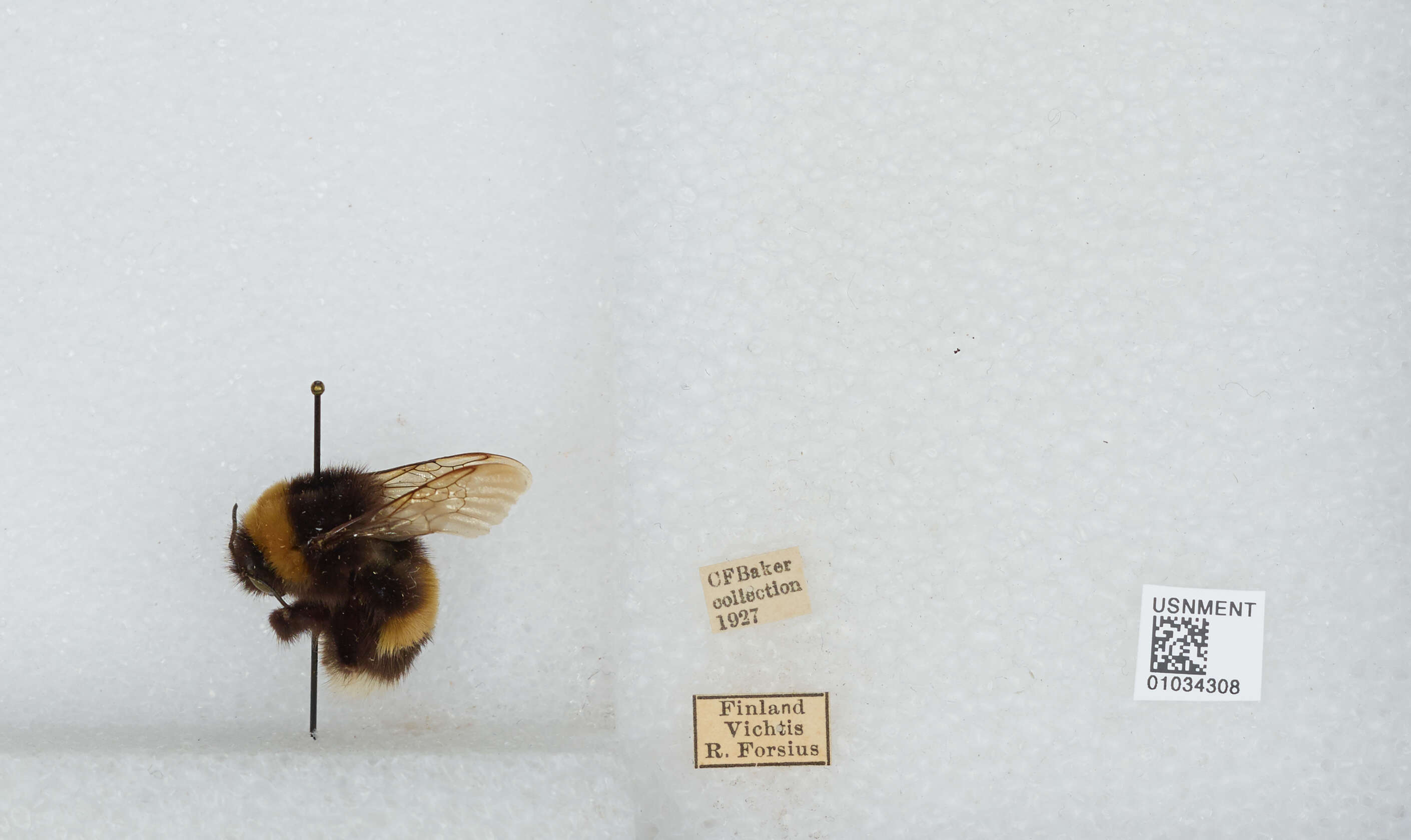 Image of Buff-tailed bumblebee