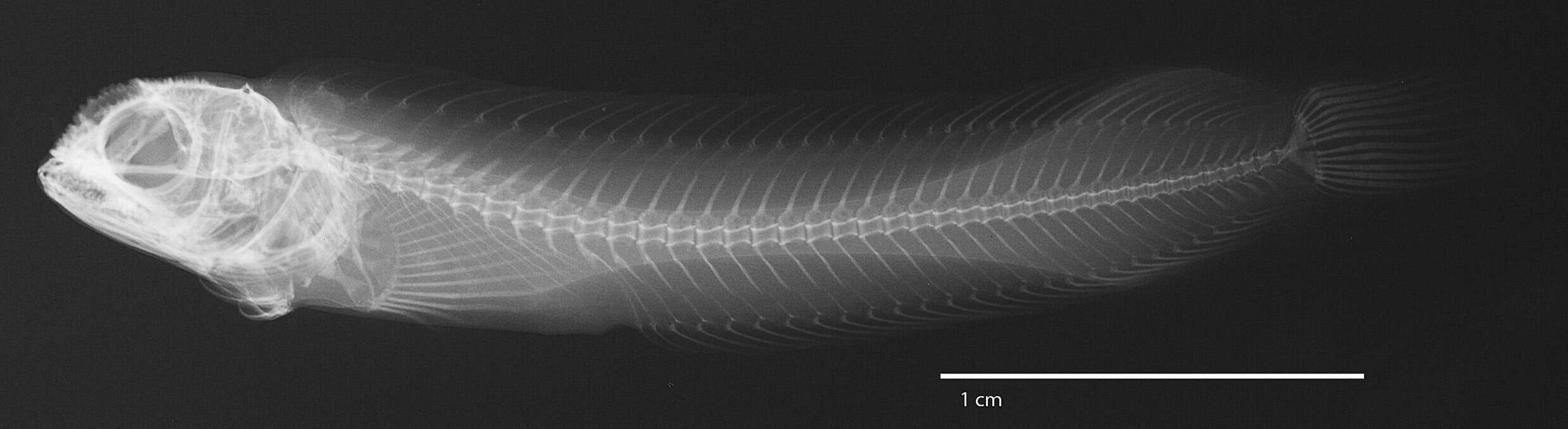 Image of Hancock's Blenny