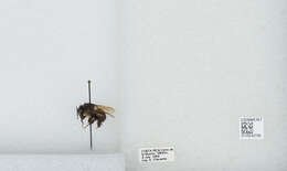 Bombus ephippiatus Say 1837 resmi