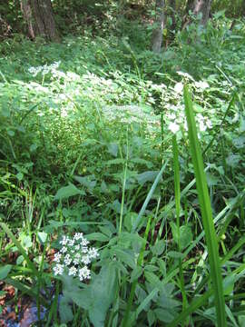 Image of spotted water hemlock