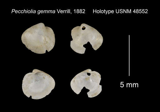 Image of Pecchiolia Savi & Meneghini 1850