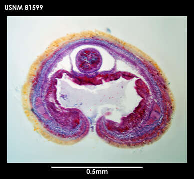 Image of Zodionemertes chilensis Gibson 1985