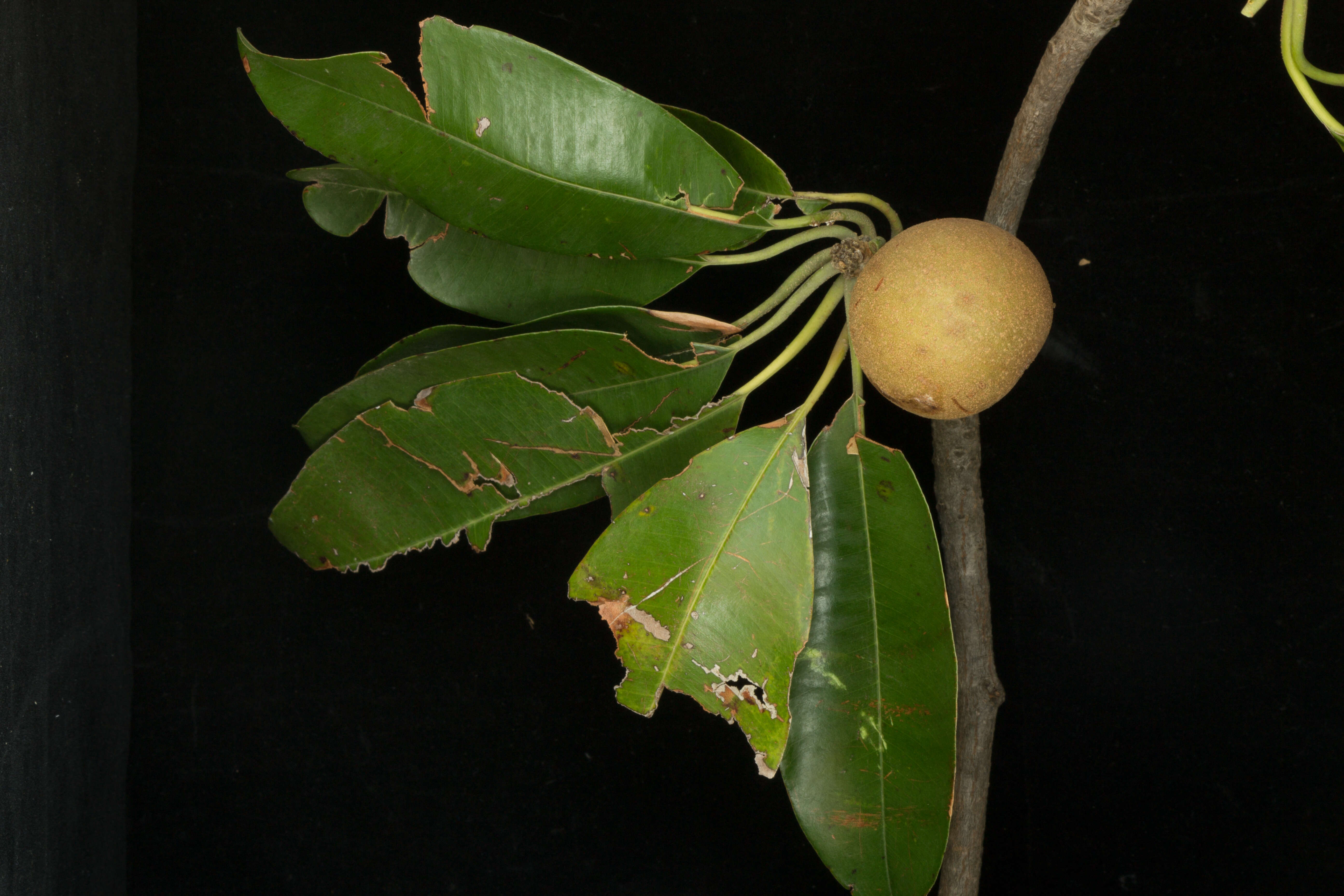 Image of sapodilla