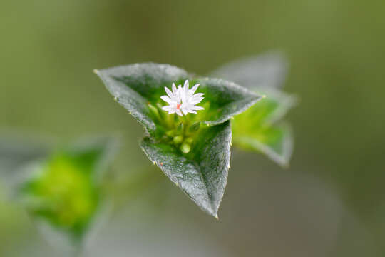 Image of soft elephantsfoot