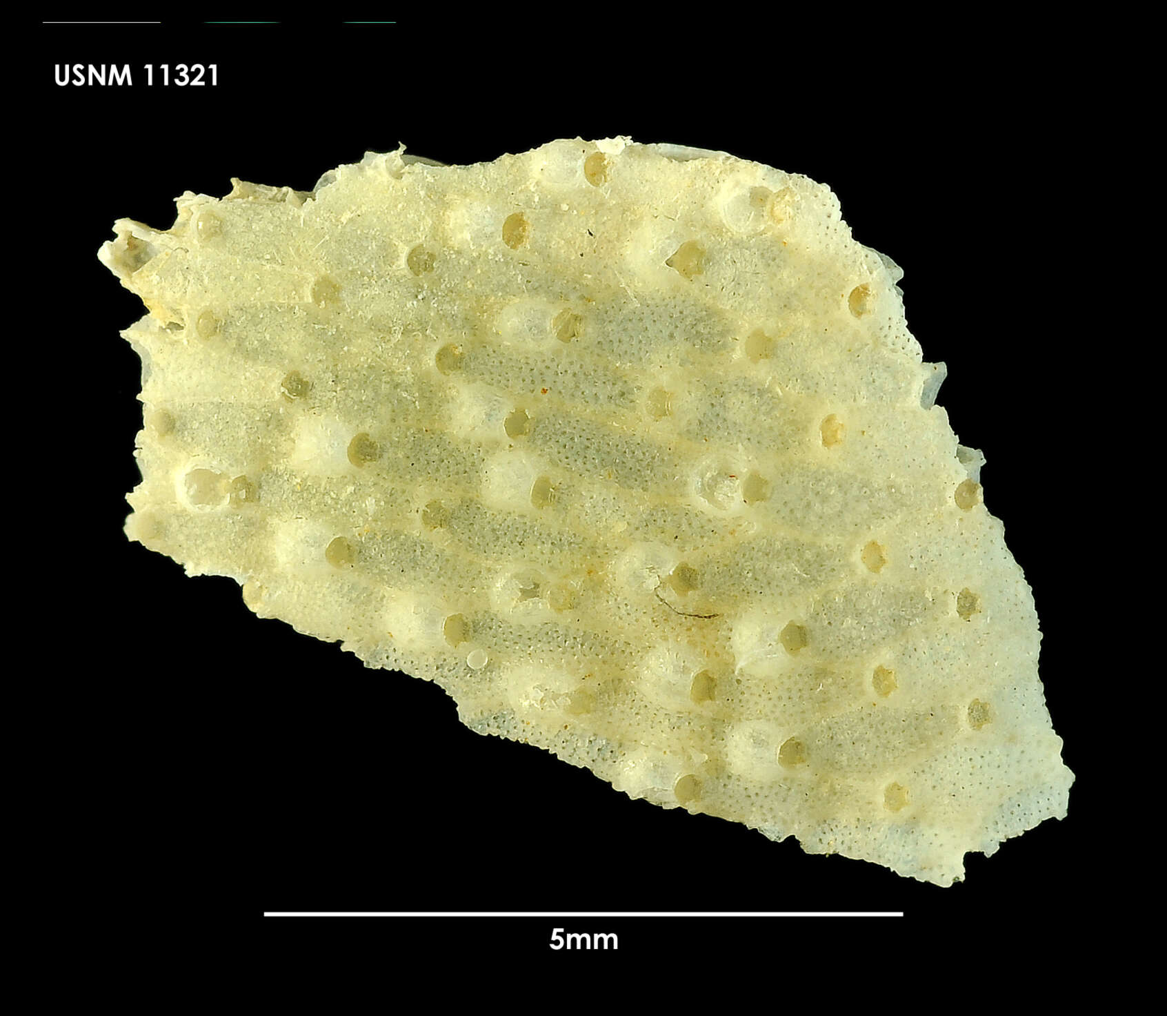 Image de Emballotheca contortuplicata (Calvet 1909)