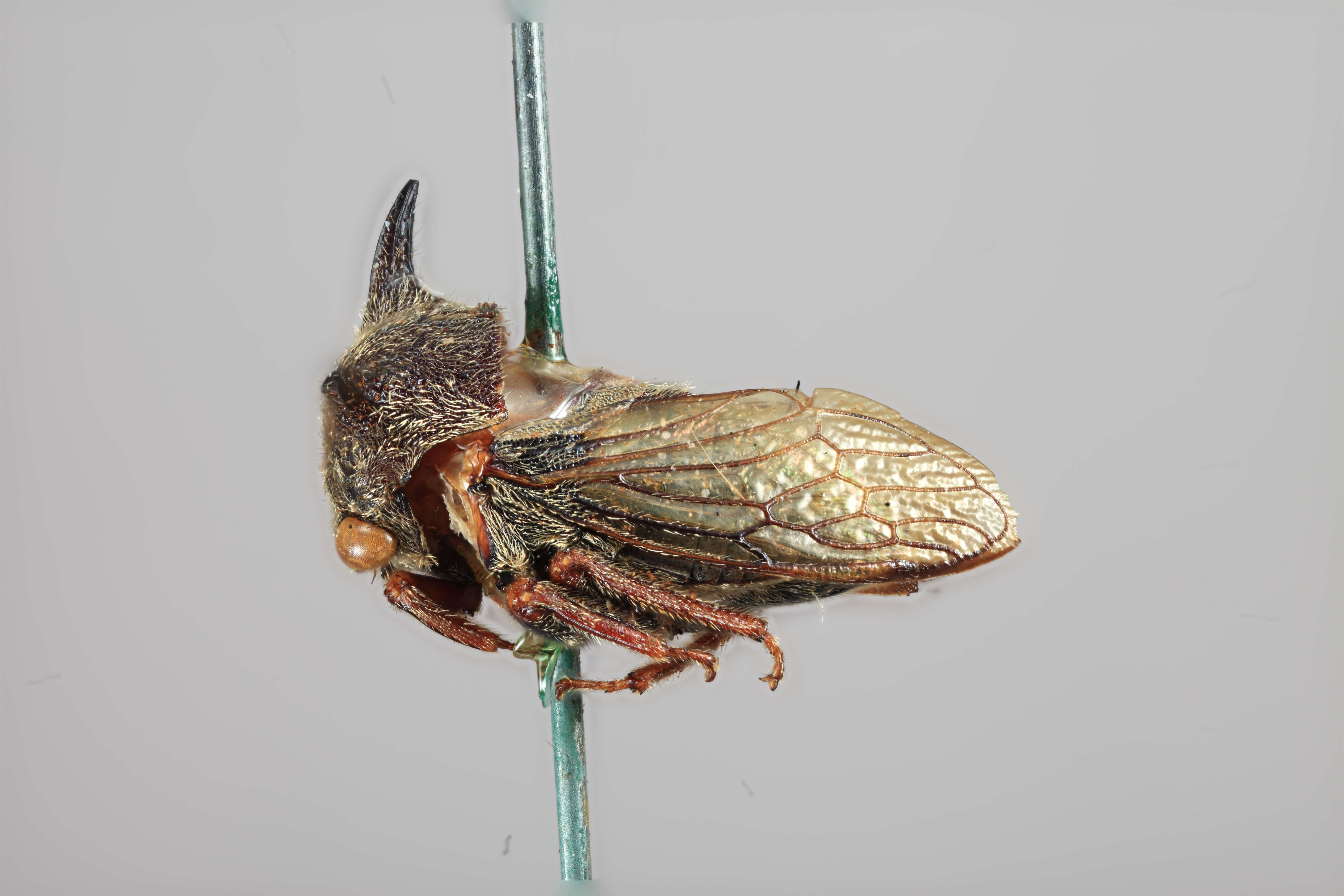 Image of Tricentrus spinicornis Funkhouser