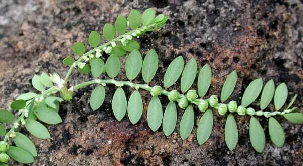 Image de Phyllanthus debilis J. G. Klein ex Willd.