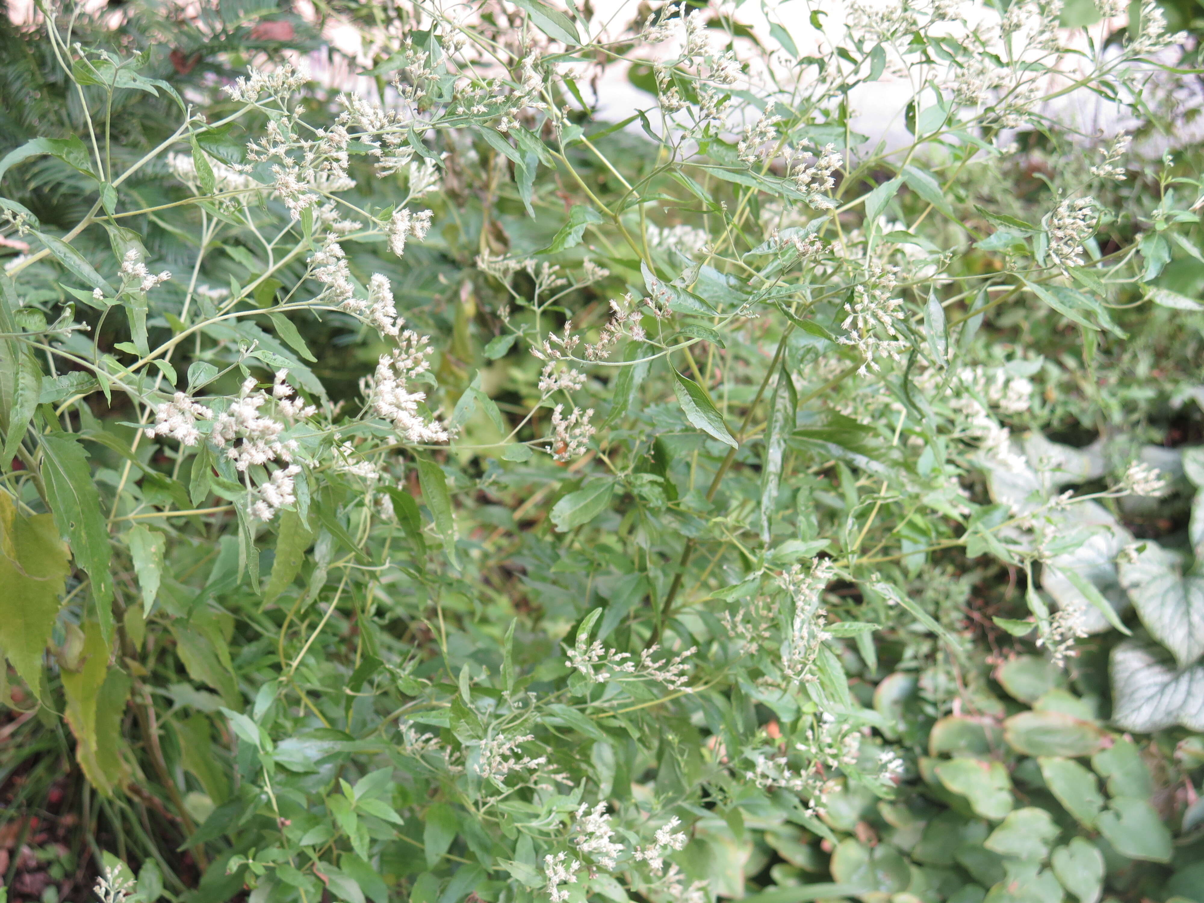 Image of Eupatorium L.