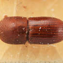 Image of Coptoborus spicatus Wood 2007