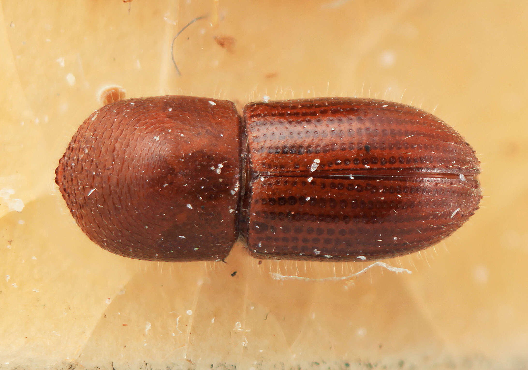 Image of Coptoborus spicatus Wood 2007