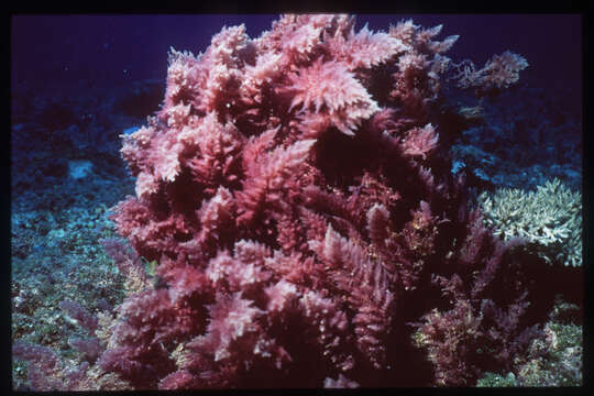 Image of Red asparagus algae