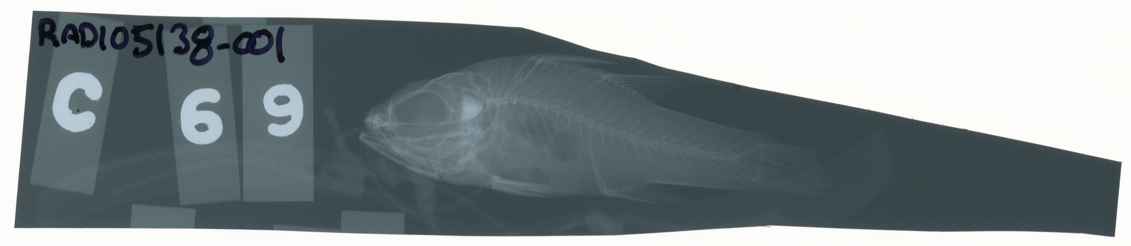 Image of Ostorhinchus aroubiensis (Hombron & Jacquinot 1853)