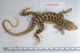 Image of Bluntnose Leopard Lizard