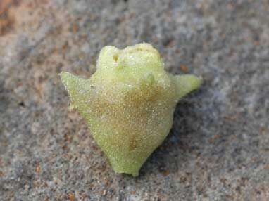 Image of New Zealand spinach