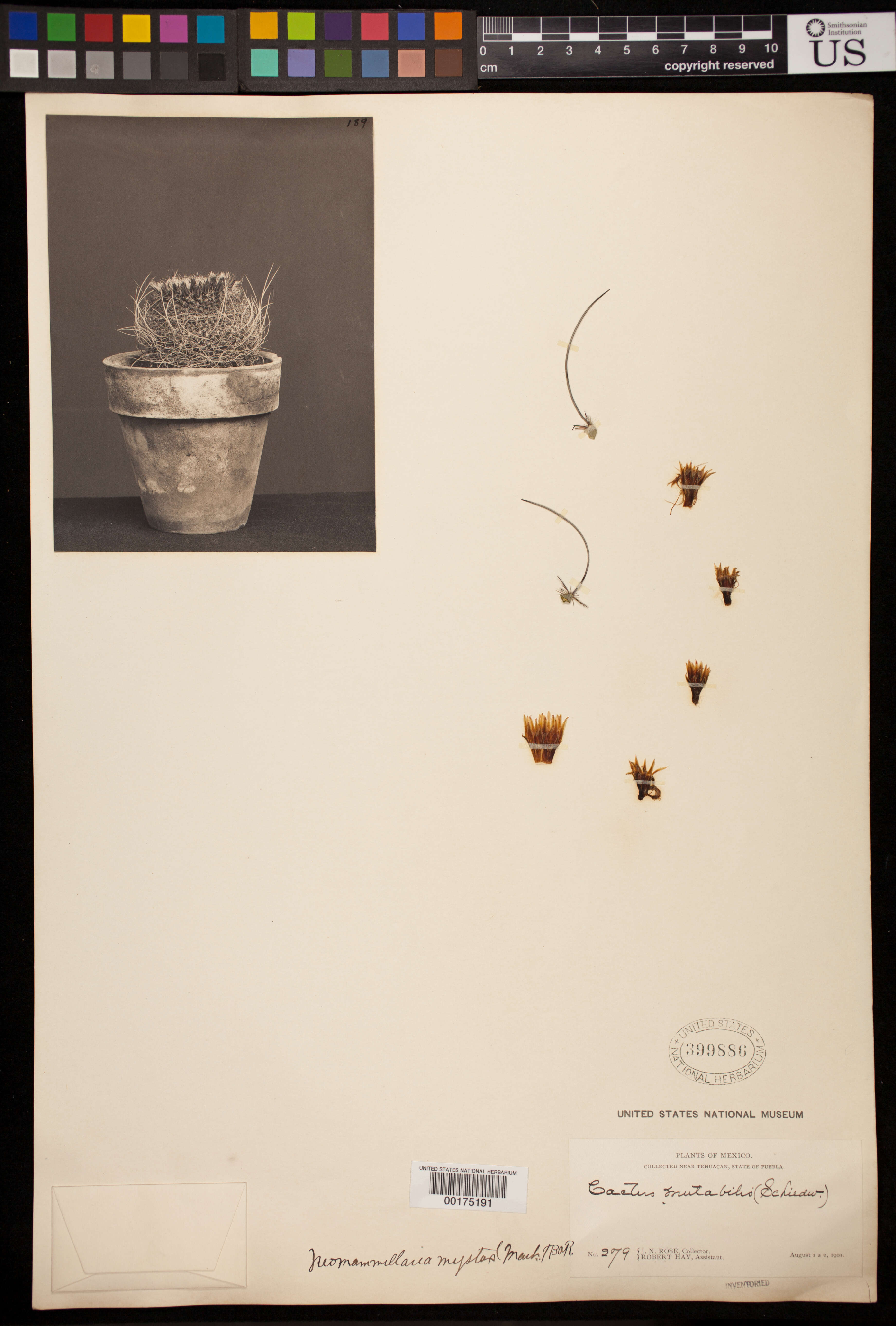 Image of Mammillaria mystax Mart.