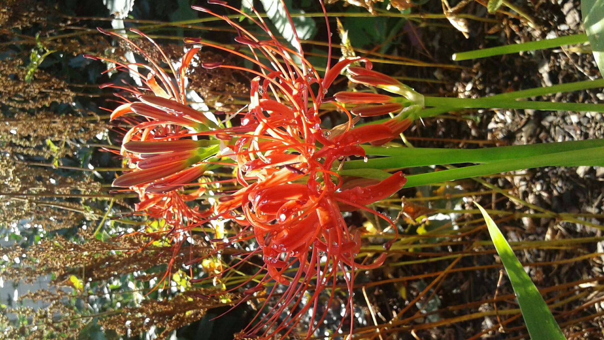 Image of red spider lily