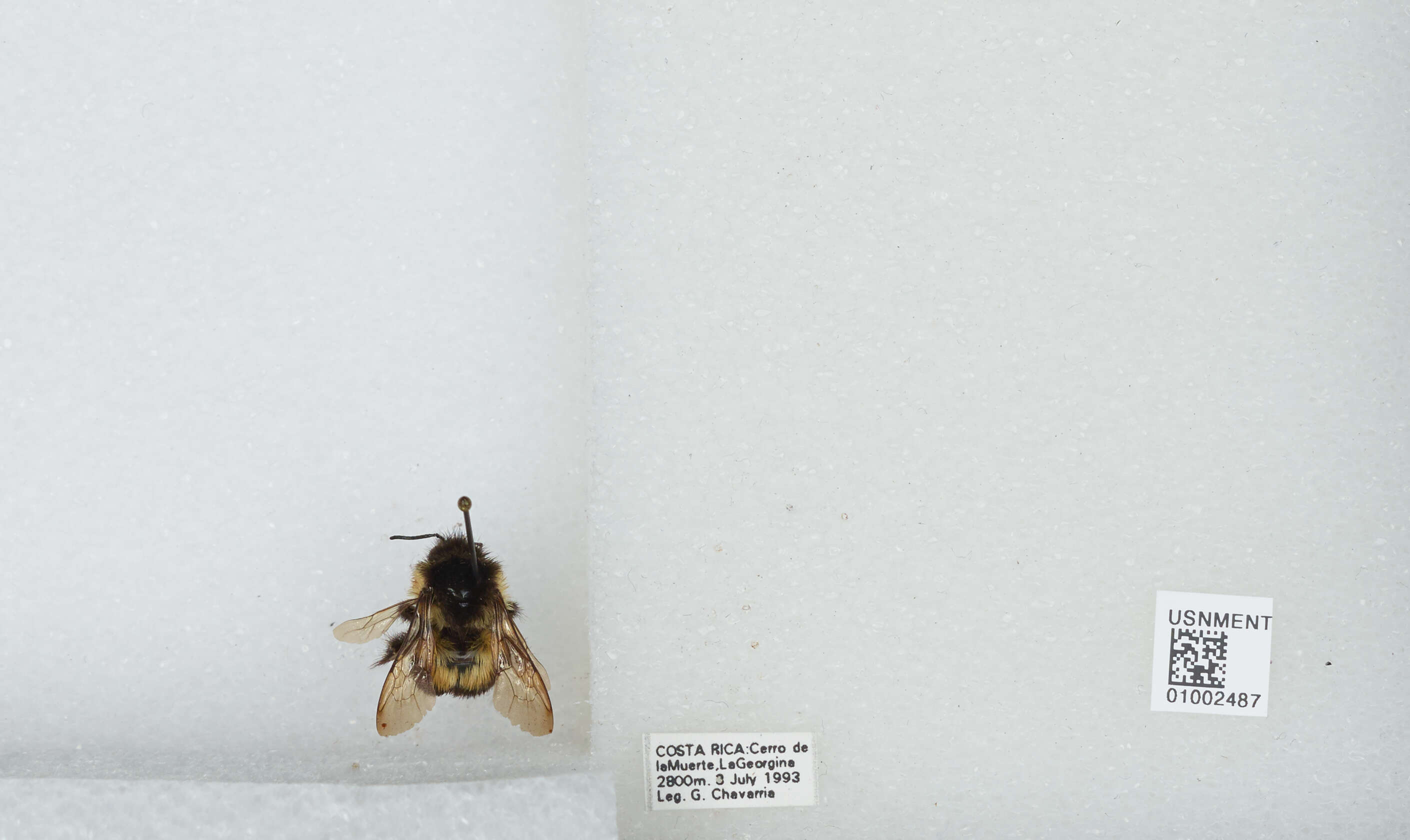 Bombus ephippiatus Say 1837 resmi