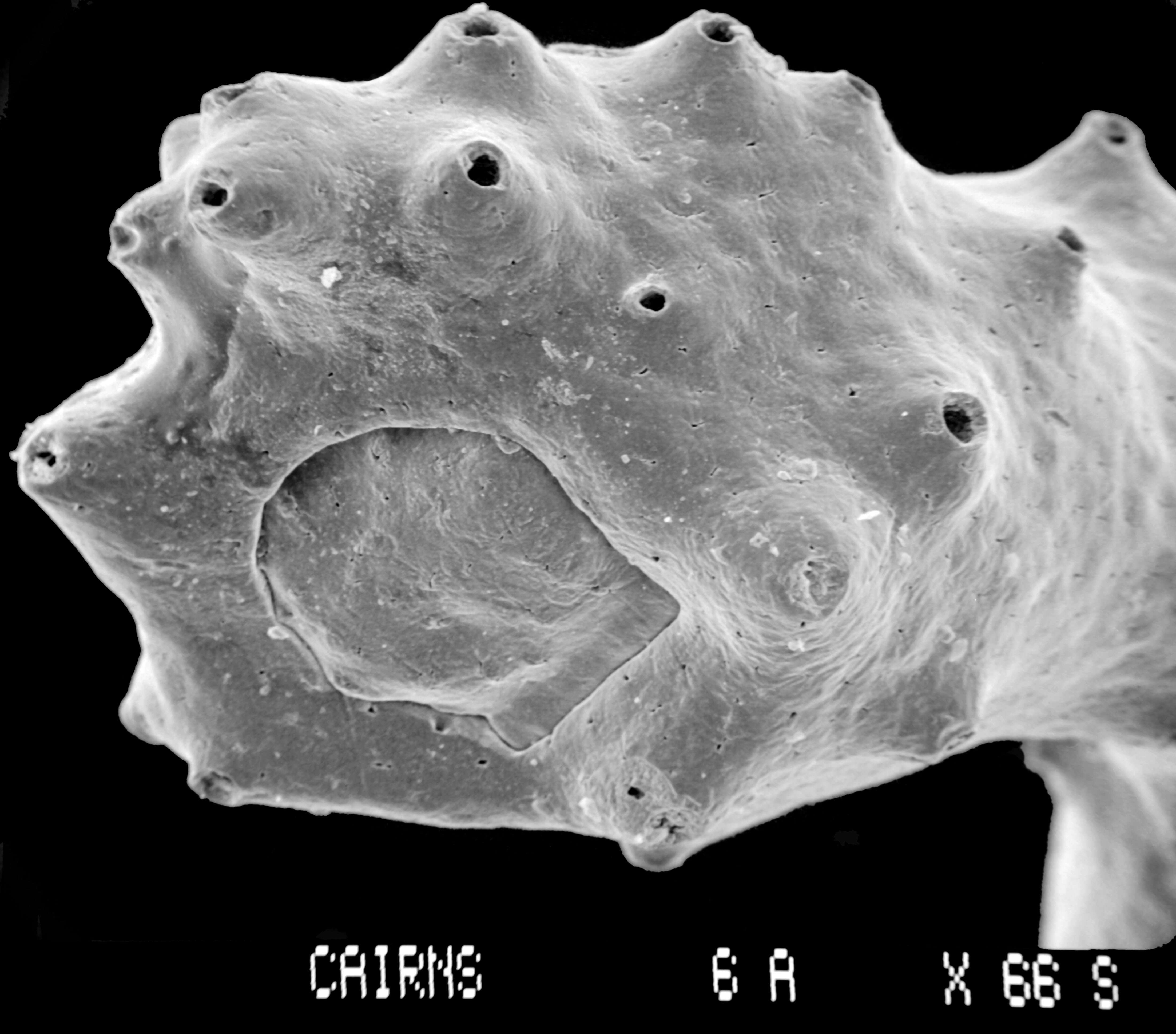 Image of Adelopora pseudothyron Cairns 1982