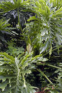 Image of Comb-Leaf Philodendron