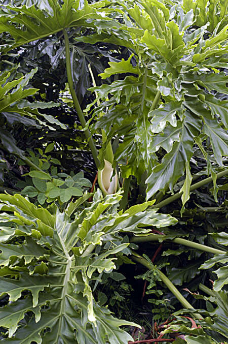 Image of Comb-Leaf Philodendron