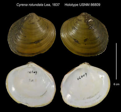 Image de Cyrena rotundata