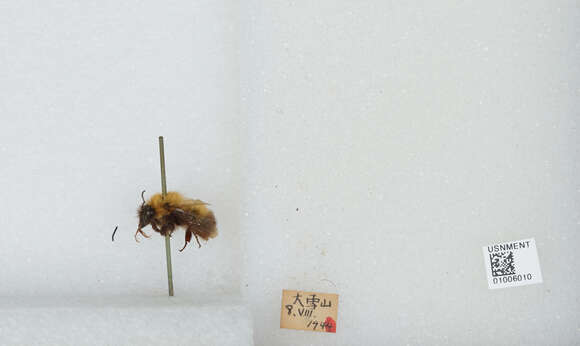 Image of Bombus hypnorum (Linnaeus 1758)