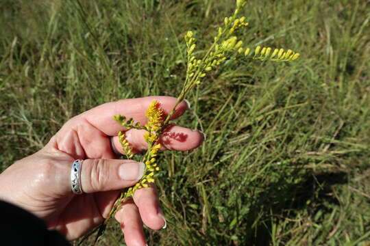 Image of wand goldenrod