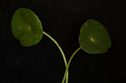 Image of largeleaf pennywort