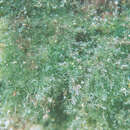 Слика од Cladophora laetevirens